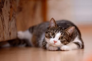 Os gatos naturalmente bebem pouca água