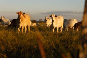 O rebanho bovino de Goiás equivale a 10,6% do total nacional. Fica atrás apenas de Mato Grosso