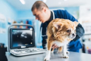 Campanha Março Amarelo alerta para prevenção de doenças renais em pets