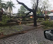 Mai de 100 árvores foram arrancadas do solo com a força do vento