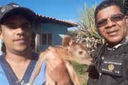 Ele foi encaminhado ao Centro de Triagem de Animais Silvestres (Cetas) do Ibama