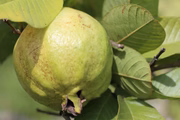 A goiaba é uma fruta tropical que beneficia, inclusive, a pele