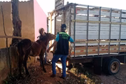 Animais foram resgatados e levados para uma chácara