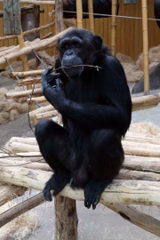 Os tratadores do zoológico agora estão trabalhando para ajudar Chita a aprender a interagir mais com seus companheiros primatas