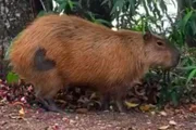 Capivaras ganham "tatuagem" de coração após serem esterilizadas
