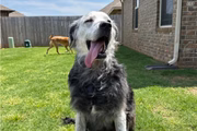 Buster parece feliz nas imagens publicadas no Reddit