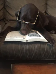 E agora cliques fofos de pets estudando com os tutores durante as aulas online na quarentena tem bombado no twitter