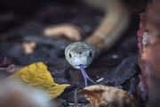 A serpente não é natural de nenhum habitat brasileiro