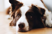 Eles são um dos cães mais inteligentes e obedientes