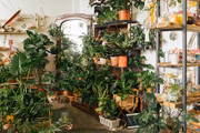 O mercado de plantas prospera a passos largos