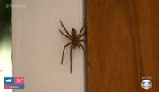 E a dona aranha continua a subir