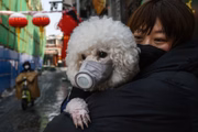 Uma mulher chinesa segura seu cachorro que está usando uma máscara protetora e eles ficam na rua em 7 de fevereiro de 2020 em Pequim, China