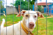 Uma das ideias, além de promover ações de cuidado, é incentivar a adoção responsável de pets