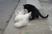 Os donos e fãs de felinos sabem que a convivência entre bichanos tem seus dias bons e ruins