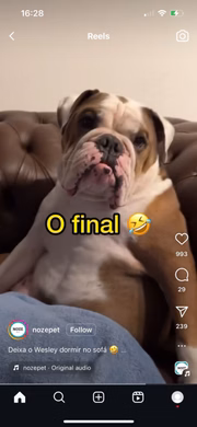 Reação de cachorro Wesley ao ser acordado viraliza na web