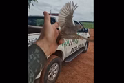 Aves em cativeiro foram soltas na natureza em Regente Feijó (SP)