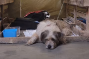 Cachorro aguarda adoção em abrigo de Porto Alegre