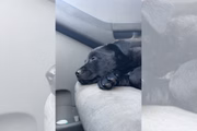 O filhote tirou uma soneca no caminho de volta para casa