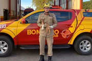 Filhote foi resgatado pelo Corpo de Bombeiros