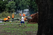 Bombeiros fazem remoção de árvore caída