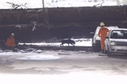 Cães farejadores auxiliaram a busca por vítimas