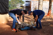 Onça-pintada ferida pelos incêndios é pesada por técnicos em hospital veterinário no Mato Grosso do Sul
