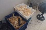 Do total apreendido, 363 kg pertencem a espécies ameaçadas de extinção