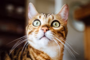 Os "bigodes" dos gatos na realidade são órgãos sensíveis e sensoriais dos bichinhos. Por isso o tutor não deve mexer e nem cortar, procurando também recipientes largos para que o gato possa se alimentar sem incômodos 