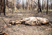 Imagens da devastação no Pantanal