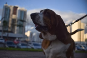 Proposta do deputado de Goiás é inspirada nos conselhos tutelares que atuam na proteção de crianças e adolescentes. Ideia é ter um referencial na promoção do cuidado e atenção dos direitos dos animais