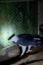 Ela saiu do Zoológico de Itatiba, em São Paulo