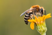As abelhas fazem parte da biodiversidade da qual todos dependemos para nossa sobrevivência.