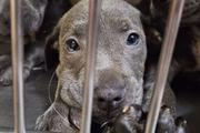 E levados para um abrigo de animais