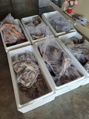 Polícia Ambiental apreende 125 quilos de pescados em Presidente Prudente e doa a centro de recuperação de dependentes químicos em Álvares Machado (SP)