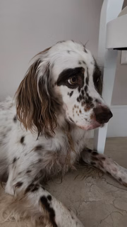 Anitta é mordida por cachorros ao tentar separar briga