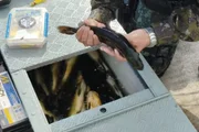 Por terem sido recém-capturados, os peixes estavam vivos e foram devolvidos ao rio