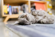 Gatos trazem mais carinho e companheirismo à rotina