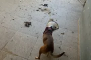 O estabelecimento estava extremamente sujo e havia cães amordaçados 
