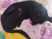 Cachorra atropelada e abandonada por motorista em Rosana, interior de SP; homem foi multado e responderá criminalmente
