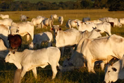 Goiás possui o segundo maior rebanho bovino do Brasil. Total chega a quase 22,8 milhões de cabeças de gado