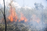 Casos de incêndio no Pantanal se quadruplicaram em relação ao ano passado