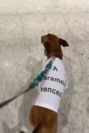 Filó passeando pelo aeroporto