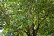 Nome científico de espécie é Liquidambar styraciflua
