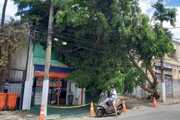 Queda de árvore em Perdizes, bairro na zona oeste de SP