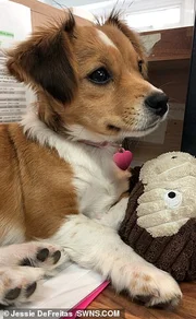 Logo após o tratamento, Terra se tornou doce e carinhosa e vive feliz com Jessie