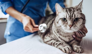Agora, autores também ficam obrigados a arcar com as despesas médico-veterinárias contra os bichos de estimação