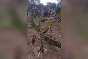 Cerca de 800 bananeiras também foram perdidas