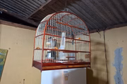 Polícia Ambiental localizou 24 aves silvestres em residência de Álvares Machado (SP)