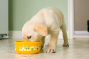 Isso porque os pets se sentem mais satisfeitos comendo mais de uma vez por dia