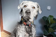 Buster, de 4 anos, tem mudado de cor há 2 anos e meio